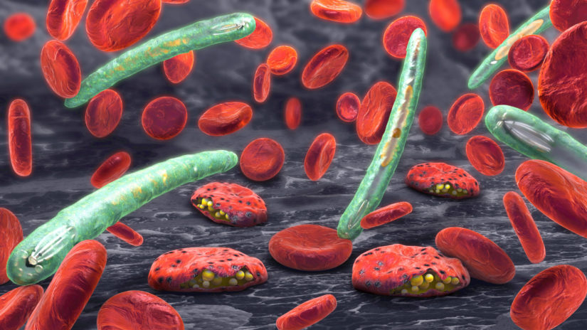 Plasmodium protozoans from mosquito saliva infecting human red blood cells, causing malaria. 